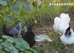 flock of backyard wyandotte chickens