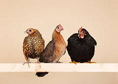 three bantam chickens on roosting perch