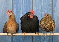 three-bantam-chickens