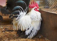 Rooster in backyard chicken coop