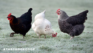 three chickens in frosty grass backyard