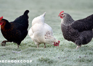 three chickens in frosty grass backyard