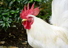 |roosters can be great guardians for your backyard chickens
