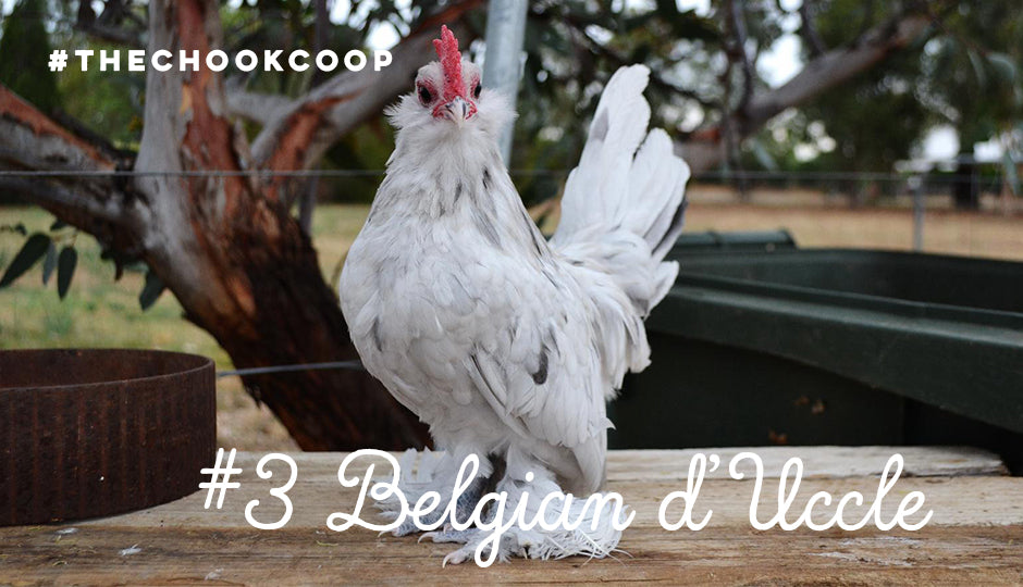 cute chicken breed belgian duccle