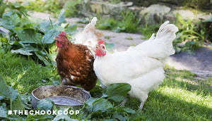 two backyard chickens drinking water