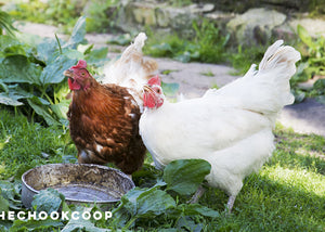 two backyard chickens drinking water