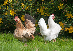 Two bantam chickens in backyard