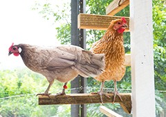 two healthy chickens roosting on a perch in the backyard