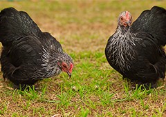 Two cochin chickens in backyard