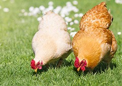 two-hens-foraging-in-sunlight