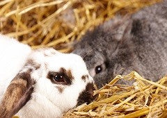 Rabbits are absolutely adorable and easy to take care of too|