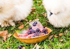 frozen berries and watermelon keep silkie chickens cool in summer