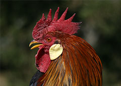 backyard roosters present a different challenge than backyard hens