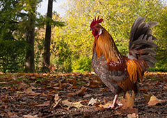 every backyard keeper needs a retirement plan for their roosters and cockerels