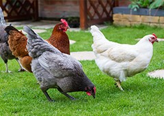 various chicken breeds