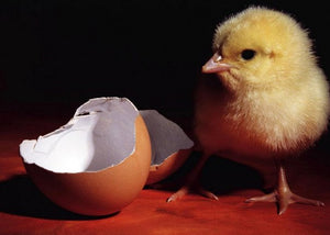 chick-and-egg-hatching