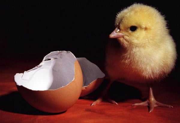 chick-and-egg-hatching
