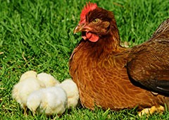 Welsummer chicken and chicks in backyard