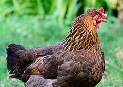 gold-and-brown-welsummer-chicken