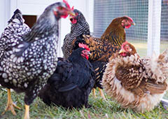 Frizzle, Wyandotte and Australorp chickens in Mansion backyard chicken coop