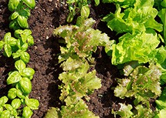 Vegetable crops detail