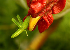 Chicken eating grasshopper