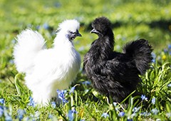 Choosing Between Bantams Or Standard Chickens