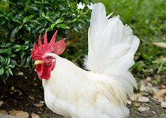 white-leghorn-bantam-rooster