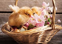 chicks will grow up to be happy and healthy if raised right in spring