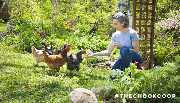 woman feeding backyard pet chickens