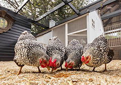 wyandotte chickens eating mealworm treats in chicken run