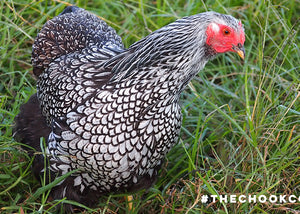 silver laced wyandotte chicken in backyard