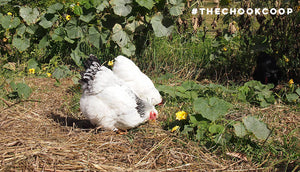 wyandotte chickens in backyard free range foraging|pet chickens drinking water from watering cans