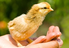 yellow-baby-chick-in-hands