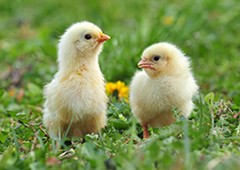 Yellow chicks