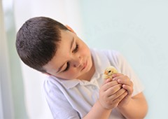 Young boy caring for baby chicken