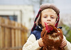 Young boy with isa brown chicken