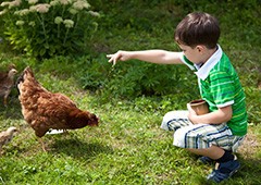 young-child-looking-after-chicken