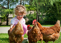 Young girl with backyard chicken flock