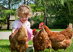 Young girl interacting with backyard chickens