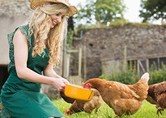 happy young woman feeding her healthy isa brown hen