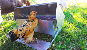 bantam gen standing on treadle feeder