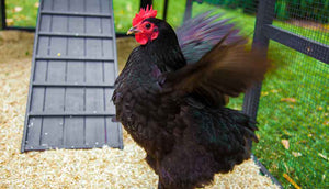 black hen flapping wings inside chicken run