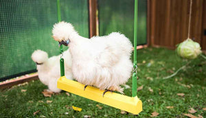 silkie on chicken swing inside mansion chicken coop and run