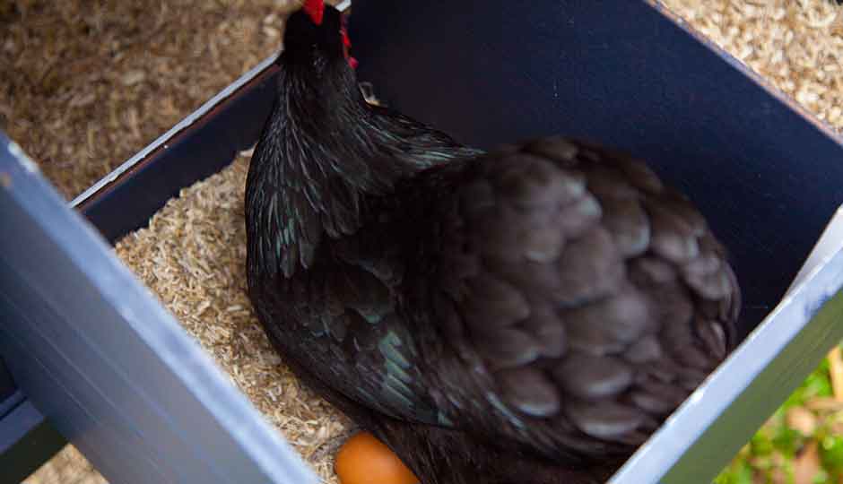 black hen in nesting box sitting on egg