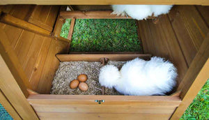 silkie hens inside cluck house nesting box