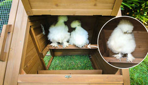 silkie hens perched inside cluck house coop