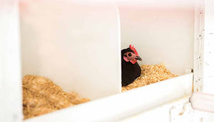 black hen sitting in coop nesting box