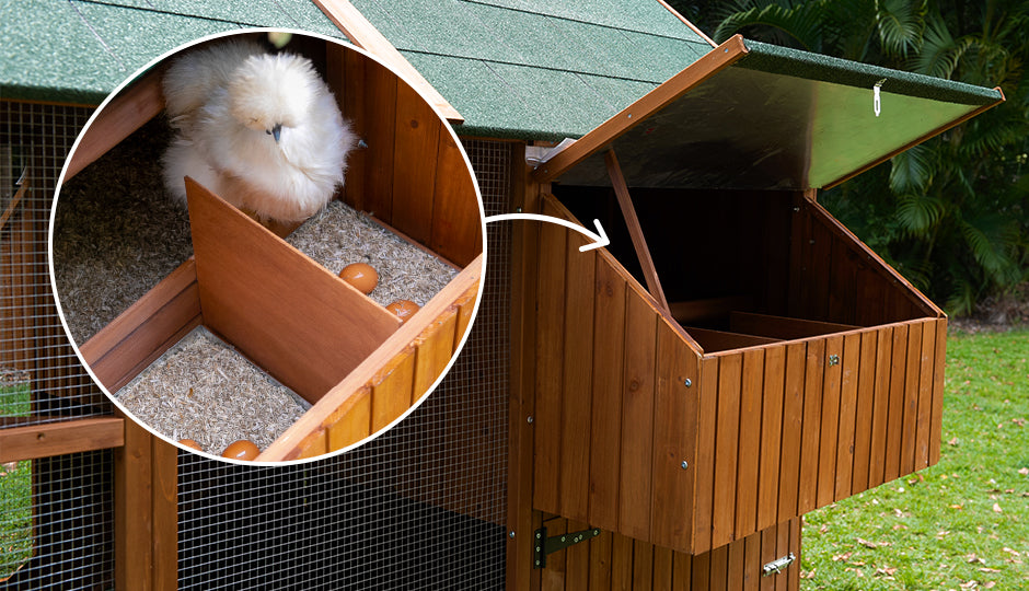 silkie hen inside chicken coop nesting box