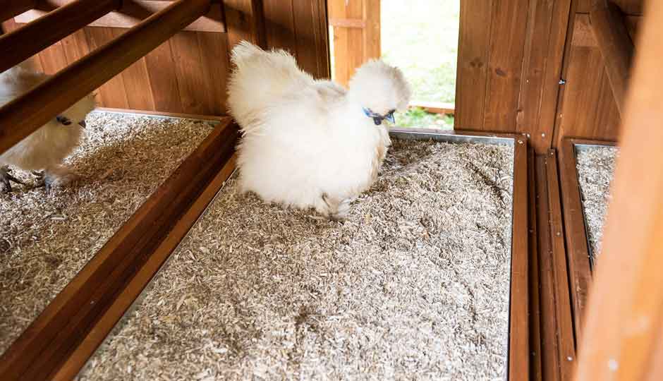 silkie hen inside mansion chicken coop with hemp bedding
